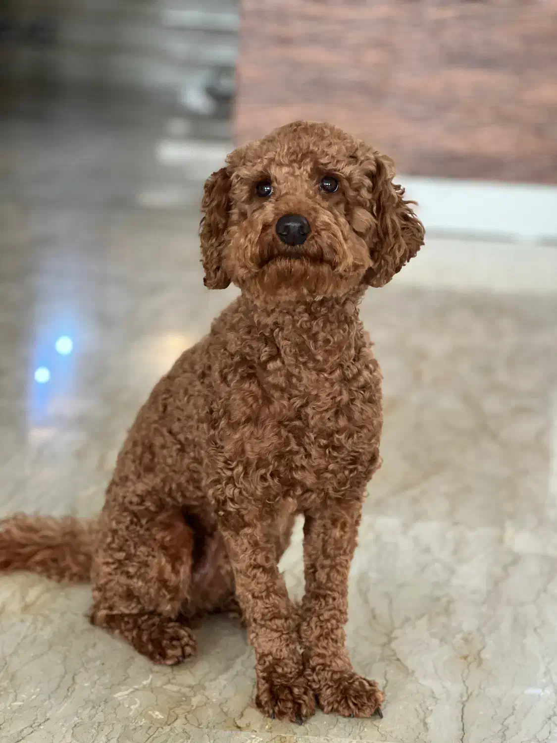 سگ پودل|سگ|مشهد, هنرستان|دیوار