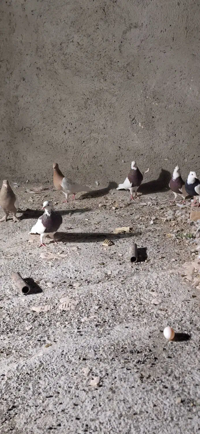 چهار عدد توقی جفت ی دونه کله زرد ماده وسینه|پرنده|هلالی, |دیوار