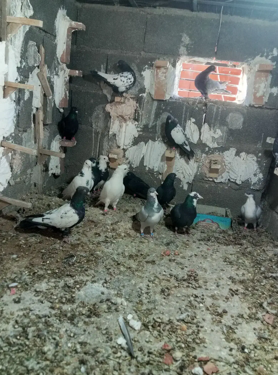 نر سوراخ|پرنده|ماهان, |دیوار