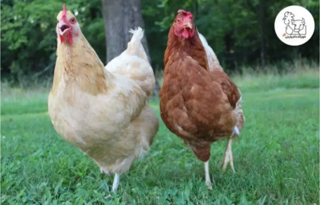 مرغ محلی|پرنده|فریدونشهر, |دیوار