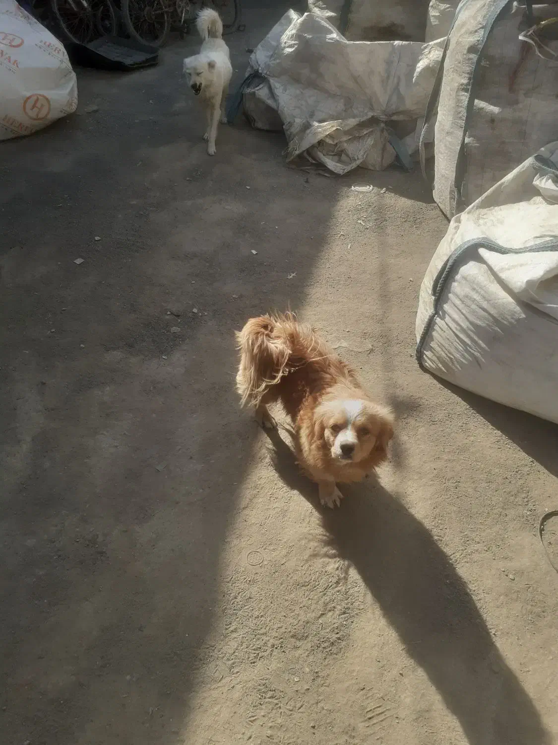 واگذاری سه غلاده سگ پاپی|سگ|نجف‌آباد, صالح آباد|دیوار