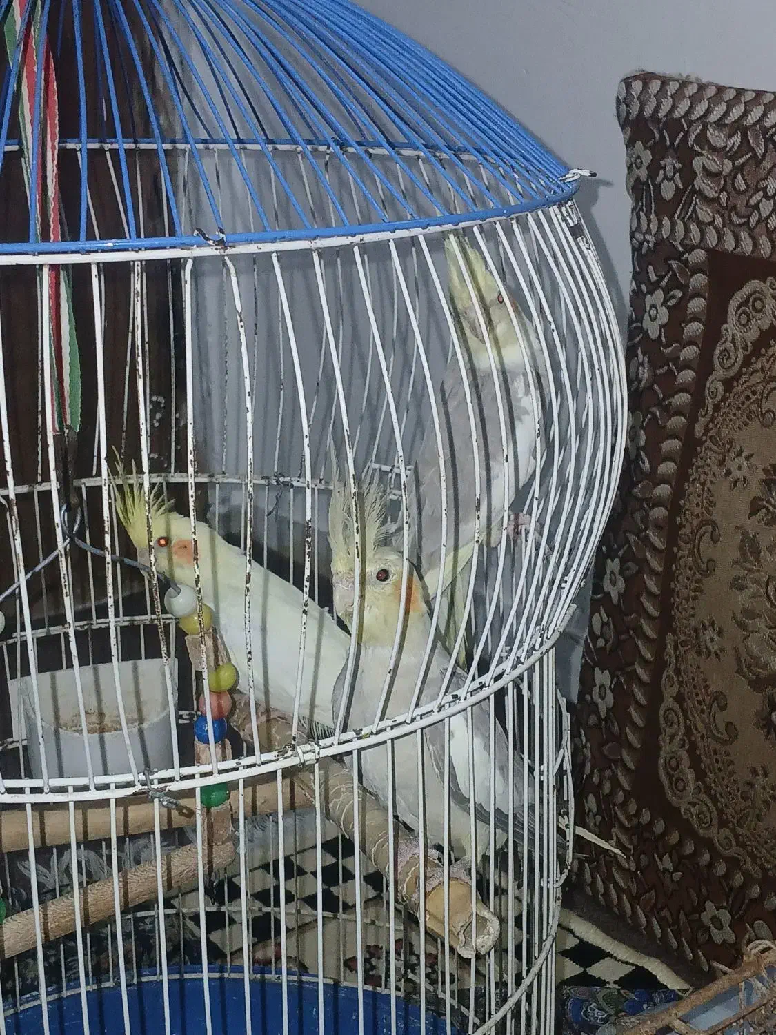 سه عدد عروس هلندی سرحال آماده جفت گیری۶ماهه|پرنده|طاهرگوراب, |دیوار