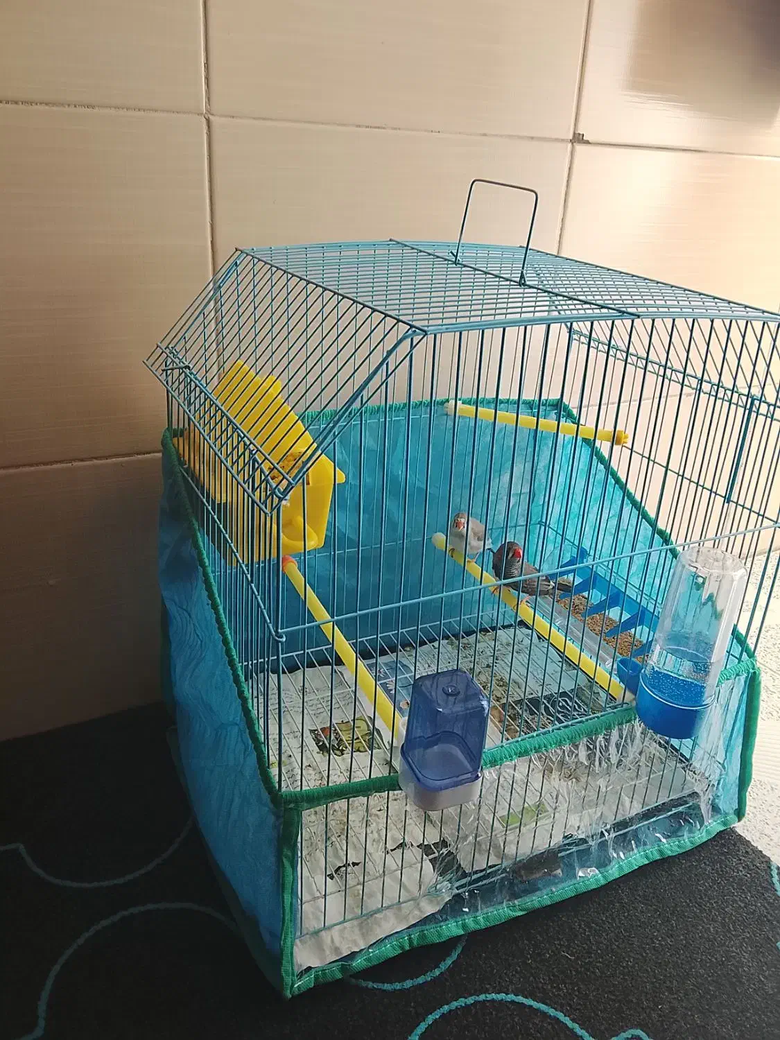 یه جفت فنچ با قفس|پرنده|خرمآباد, |دیوار