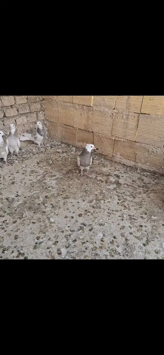 ۱۰ تا طوقی غلط دار|پرنده|بافق, |دیوار