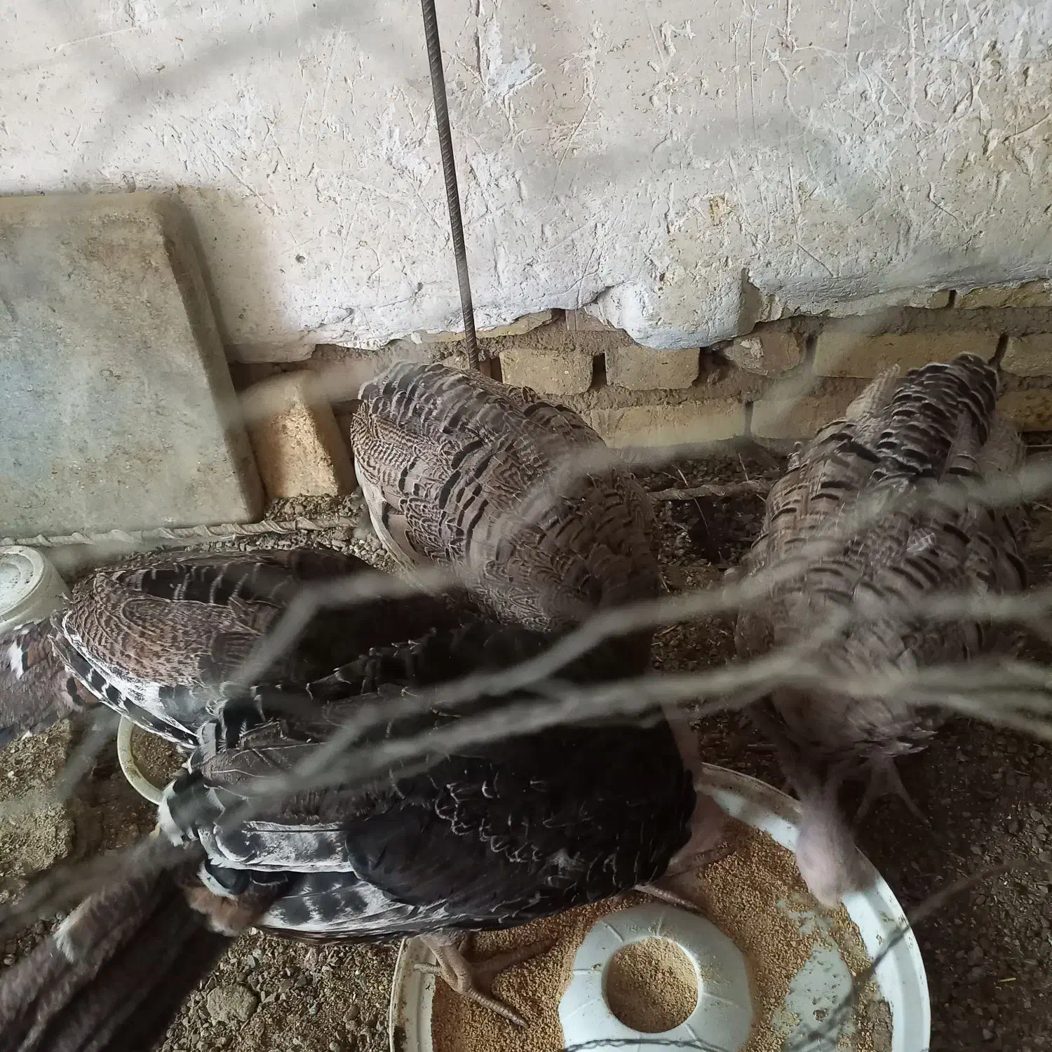 جوجه بوقلمون همراه با جوجه لاری|حیوانات مزرعه|مهریز, |دیوار