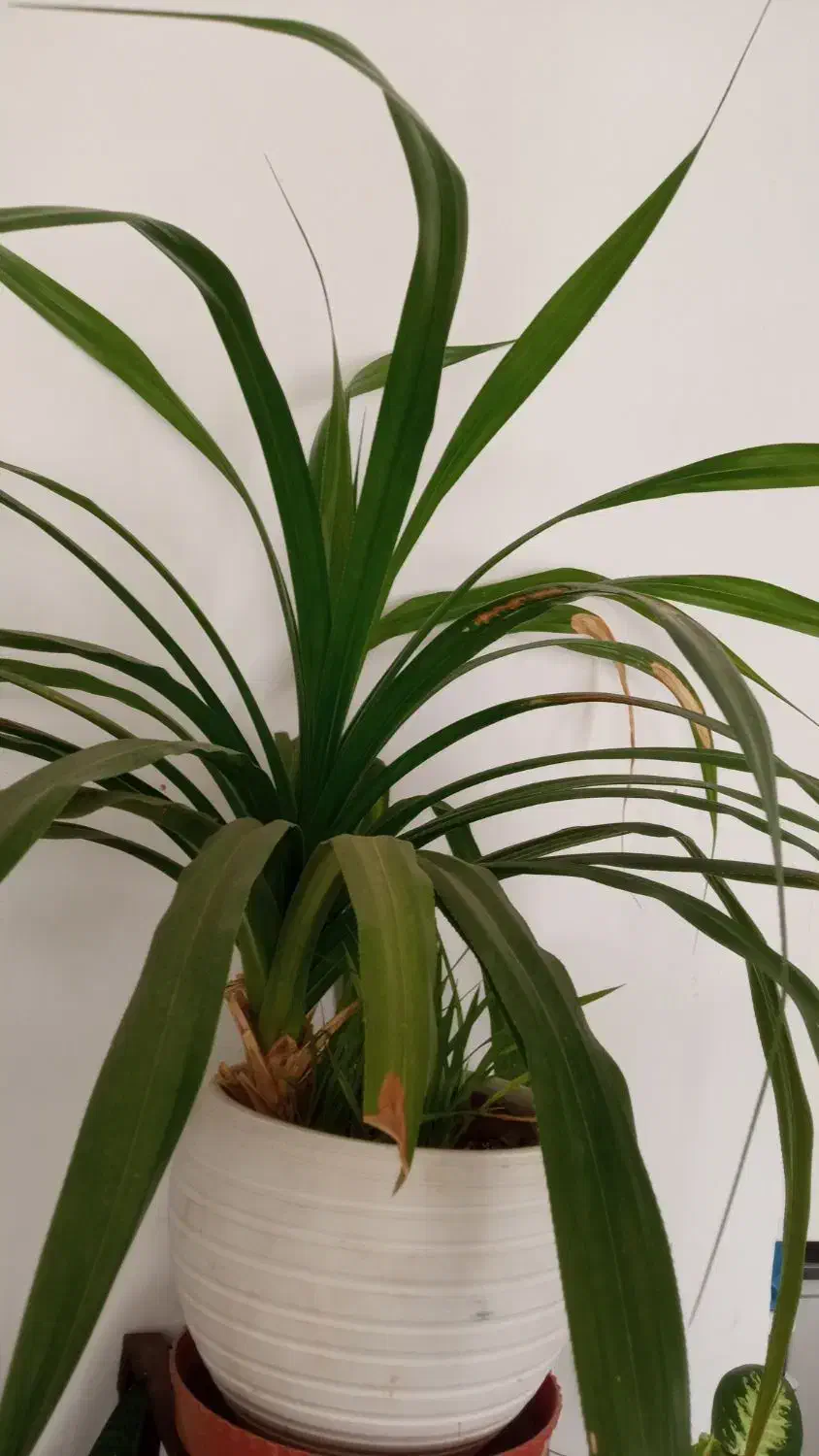 گل پاندانوس|گل و گیاه طبیعی|جهرم, |دیوار