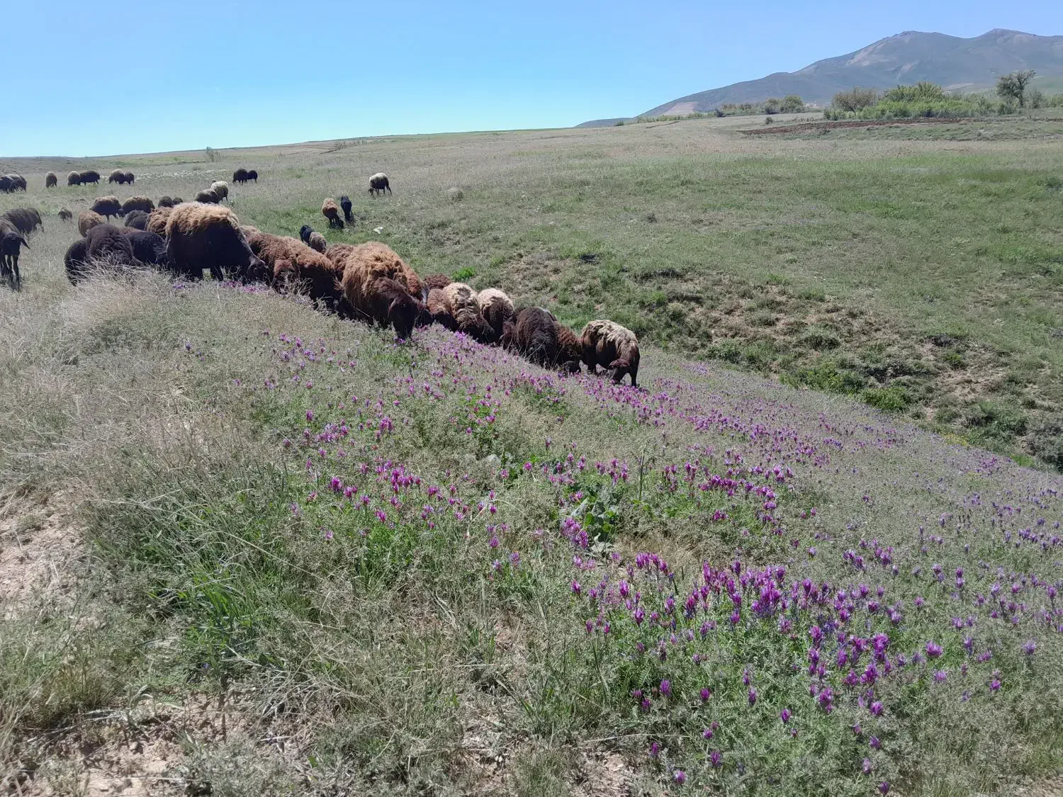 گوسفنده بره دار|حیوانات مزرعه|باغ حلی, |دیوار