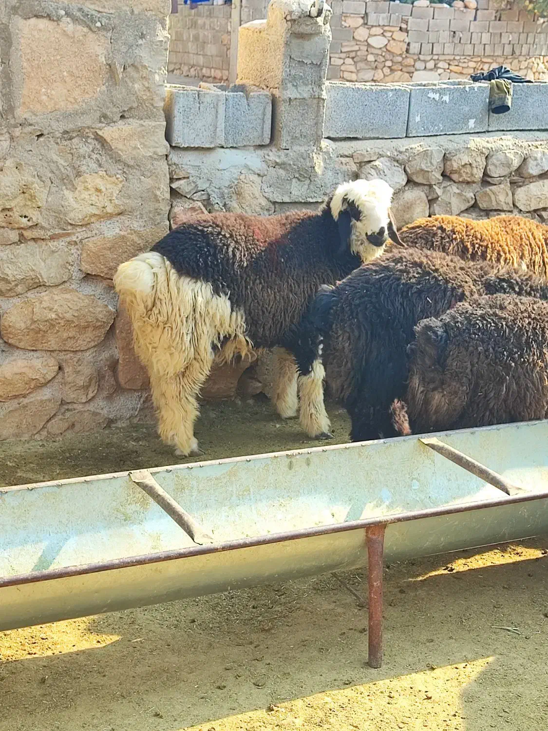 بره تخمی|حیوانات مزرعه|دهدشت, |دیوار