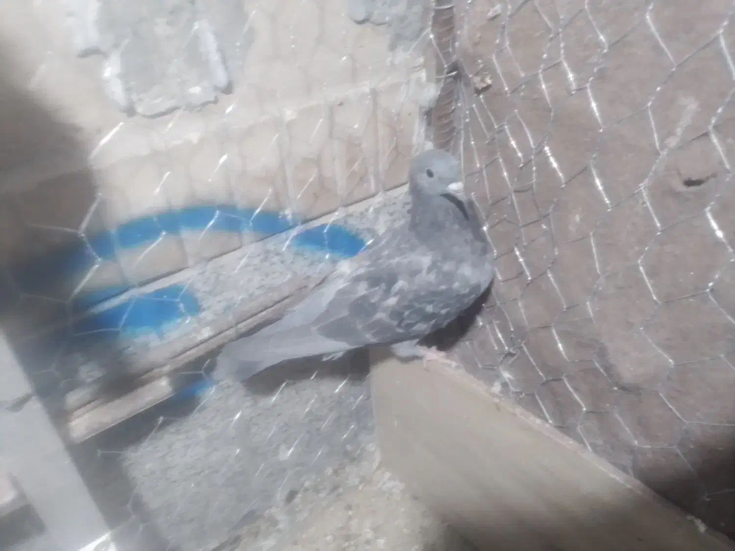 کفتر|پرنده|زرند, |دیوار