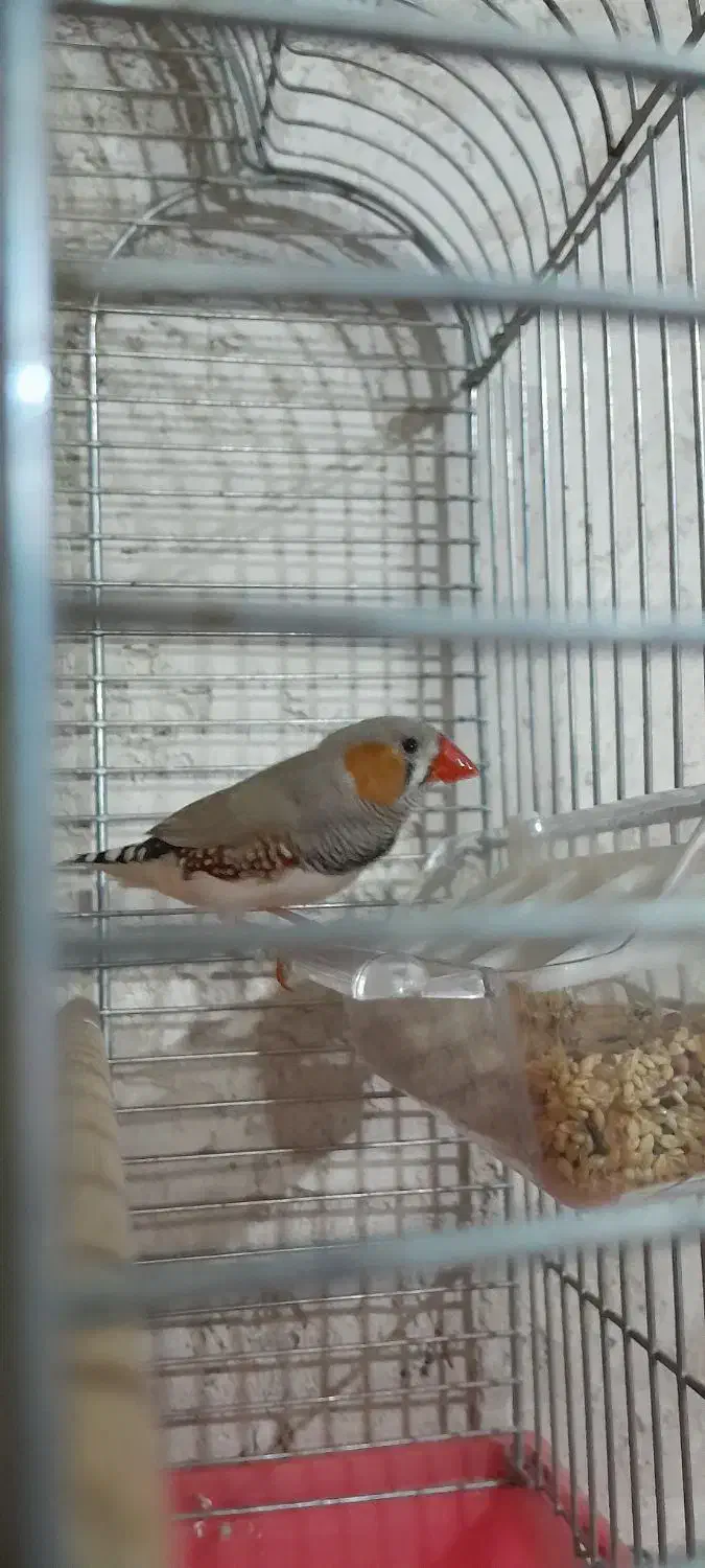 فنج نر لپ قهوه ای بالغ|پرنده|شیراز, نصر|دیوار