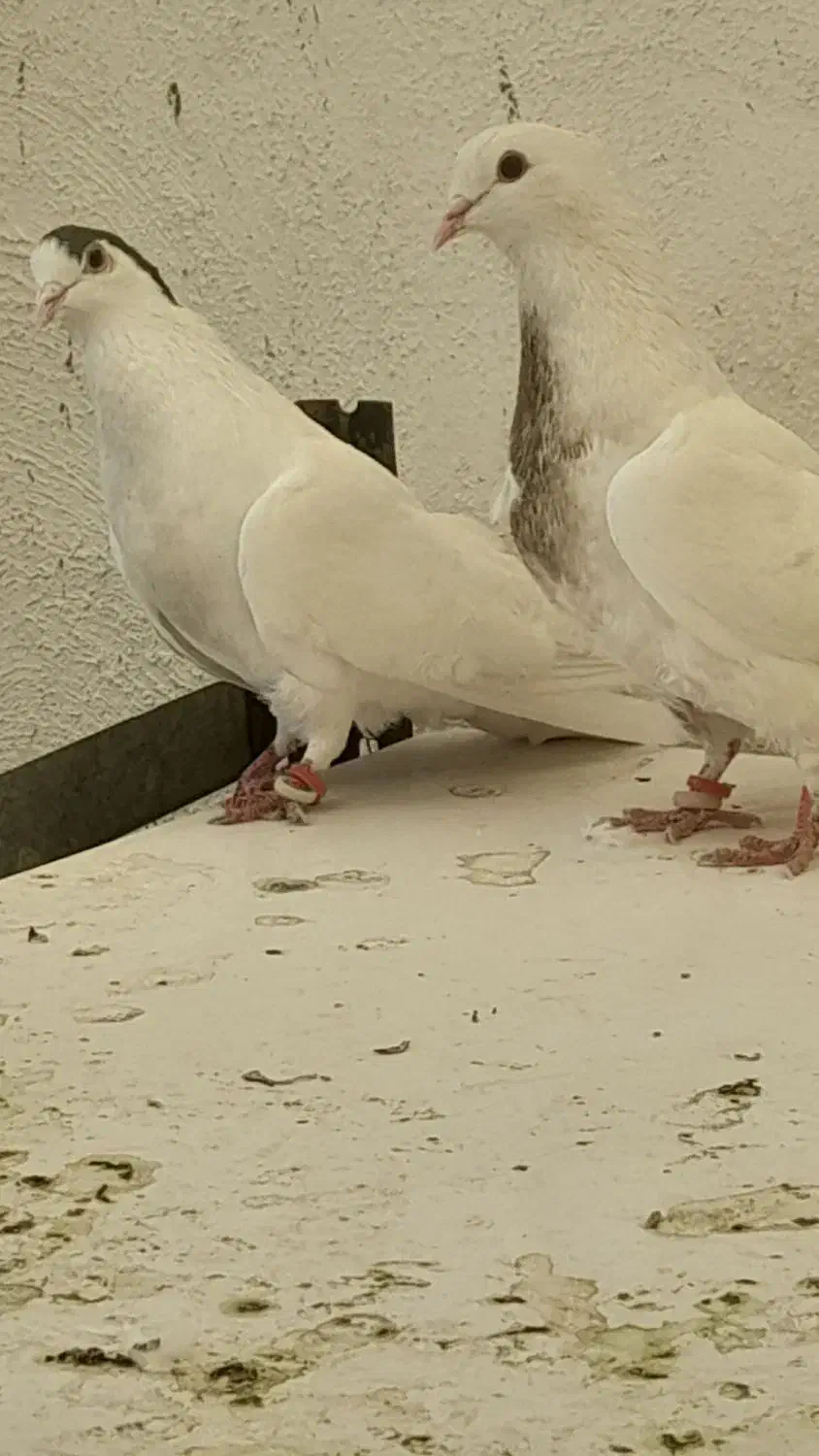 کبوتر پرشی|پرنده|نجفآباد, شیخ آباد|دیوار