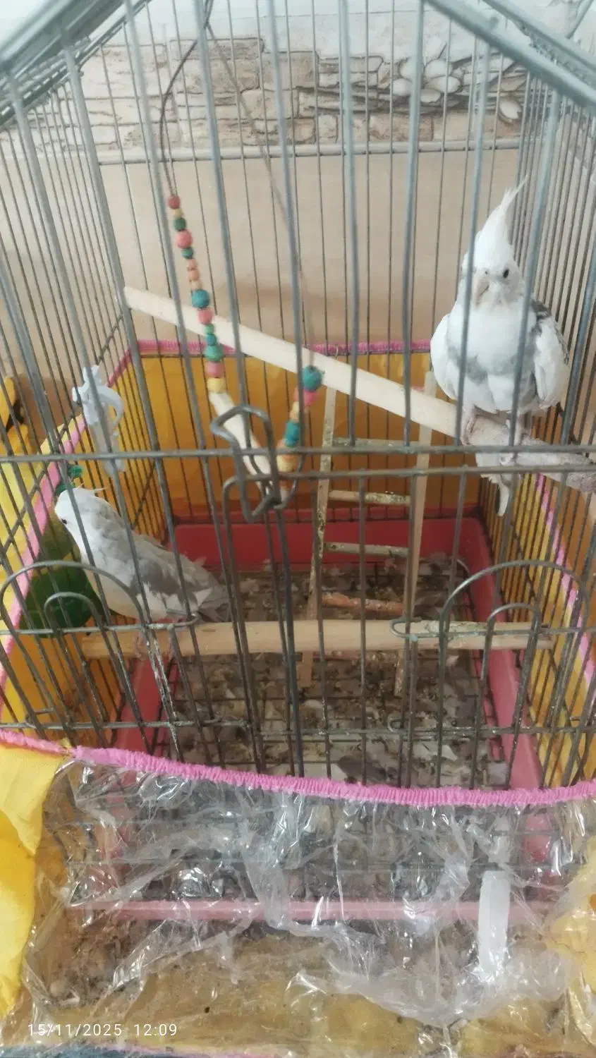 عروس هلندی وایت فیس با قفس وچال|پرنده|شیراز, شهرک پرواز|دیوار