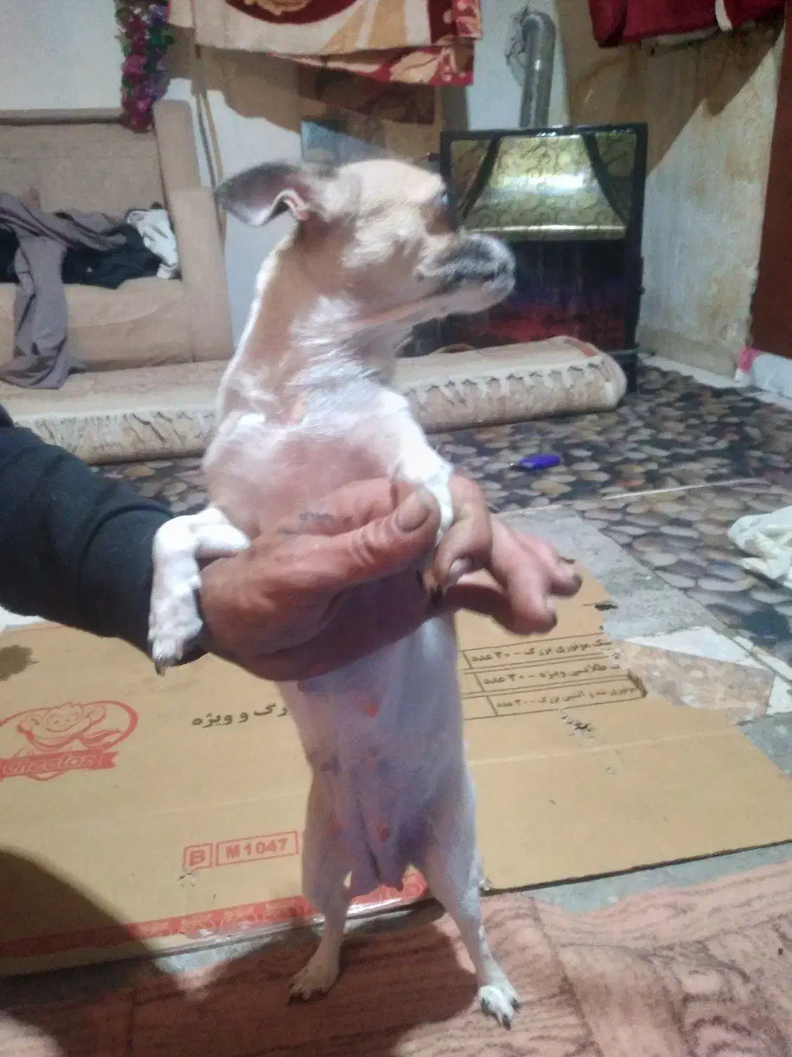 سگ شیبابا|سگ|قرچک, میرزائی شمالی|دیوار