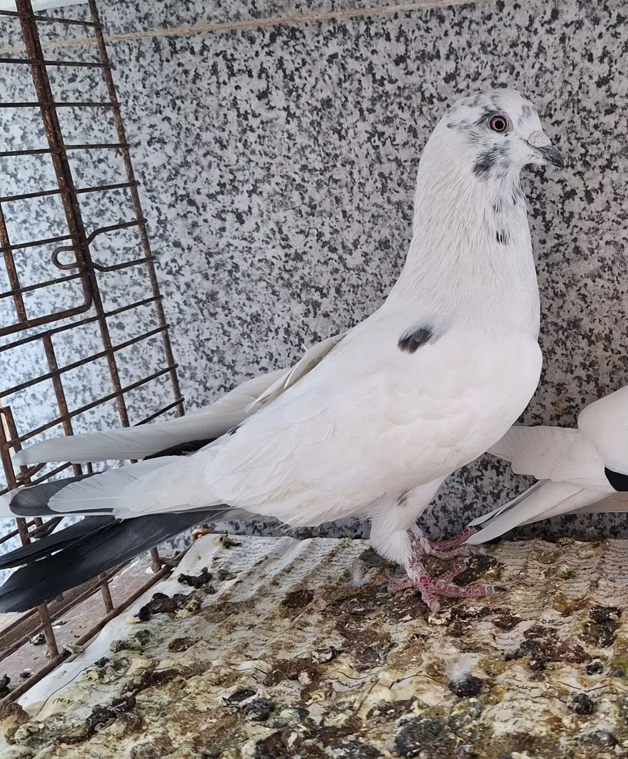 کفتر پرشی جوجه گرو|پرنده|قم, هفت تیر|دیوار