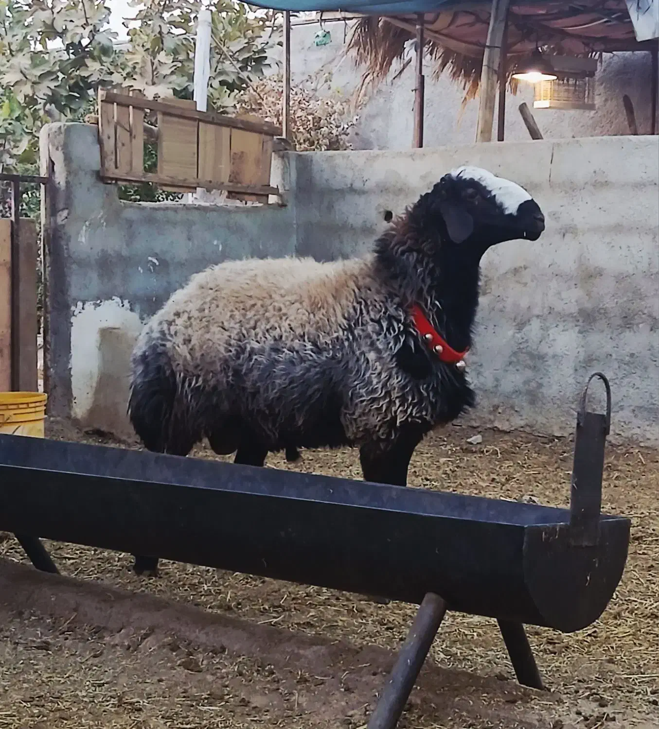 فروش قوچ شال و قوچ ژن دار|حیوانات مزرعه|شیراز, کرونی(خاتونک)|دیوار