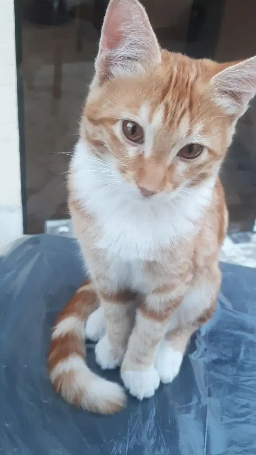 واگذاری رایگان|گربه|یزد, |دیوار