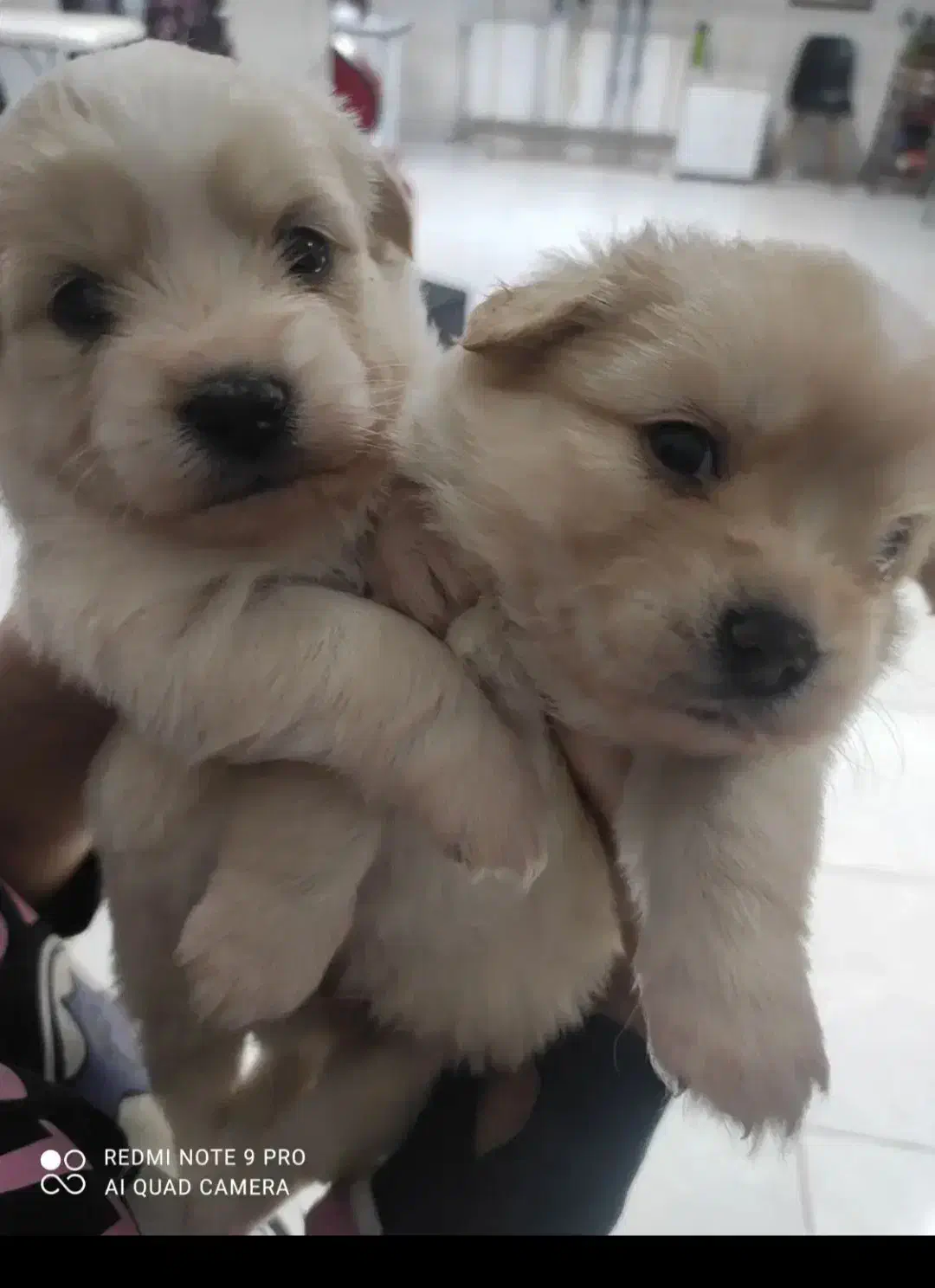 سگ پامر / شینزو|سگ|گلبهار, شهر جدید گلبهار|دیوار