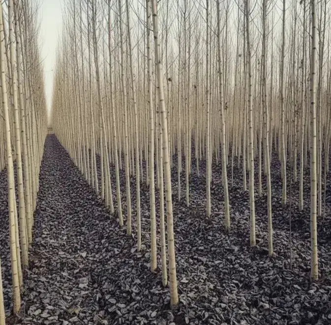 نهالستان فروش انواع نهال گردو و صنوبر و میوه|خدمات باغبانی و درختکاری|شهر بابک, |دیوار