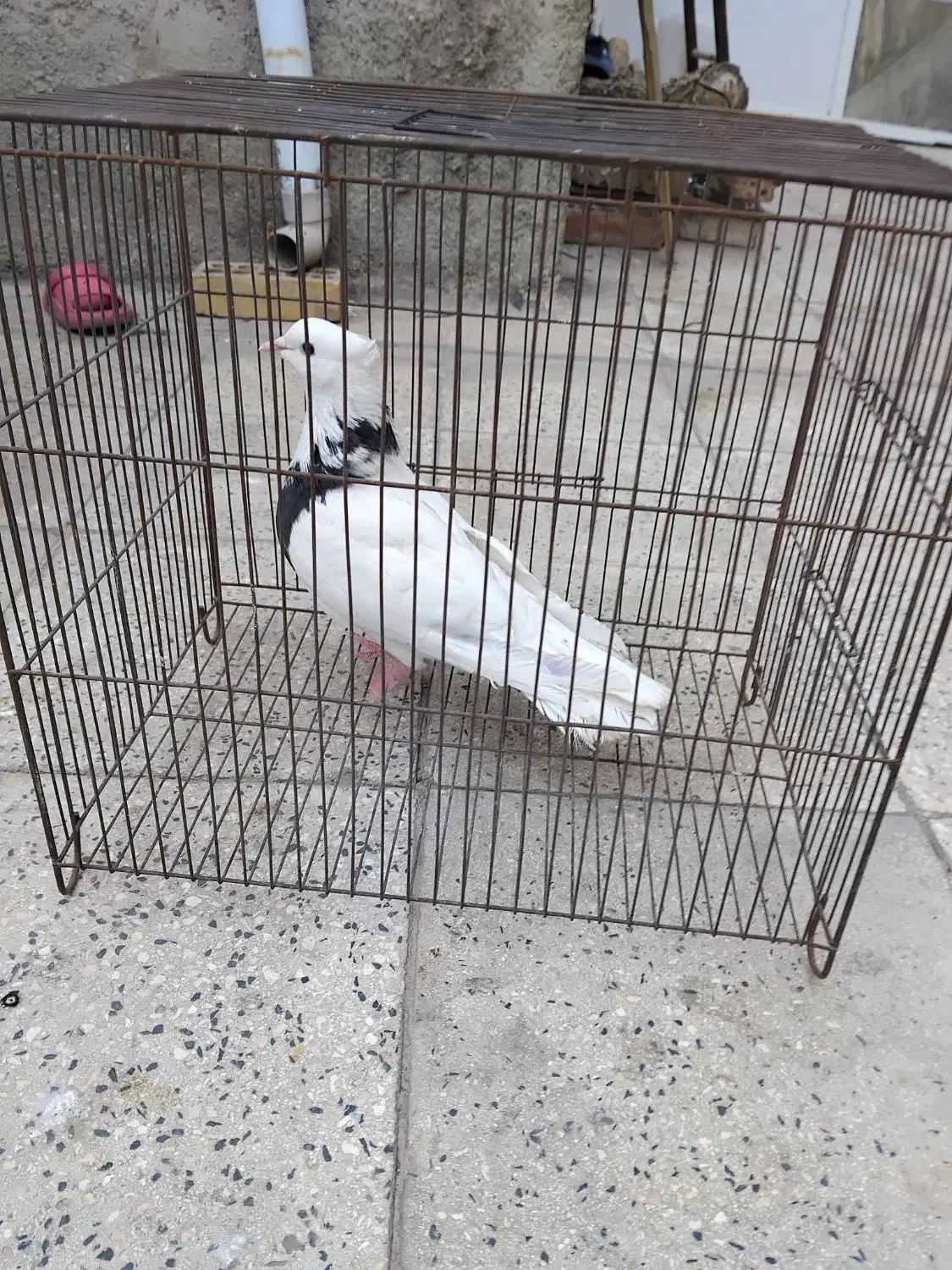 سلام ۲ تا کفتر ماده طوقی کاکول|پرنده|اسلام‌شهر, شهرک مهدیه|دیوار