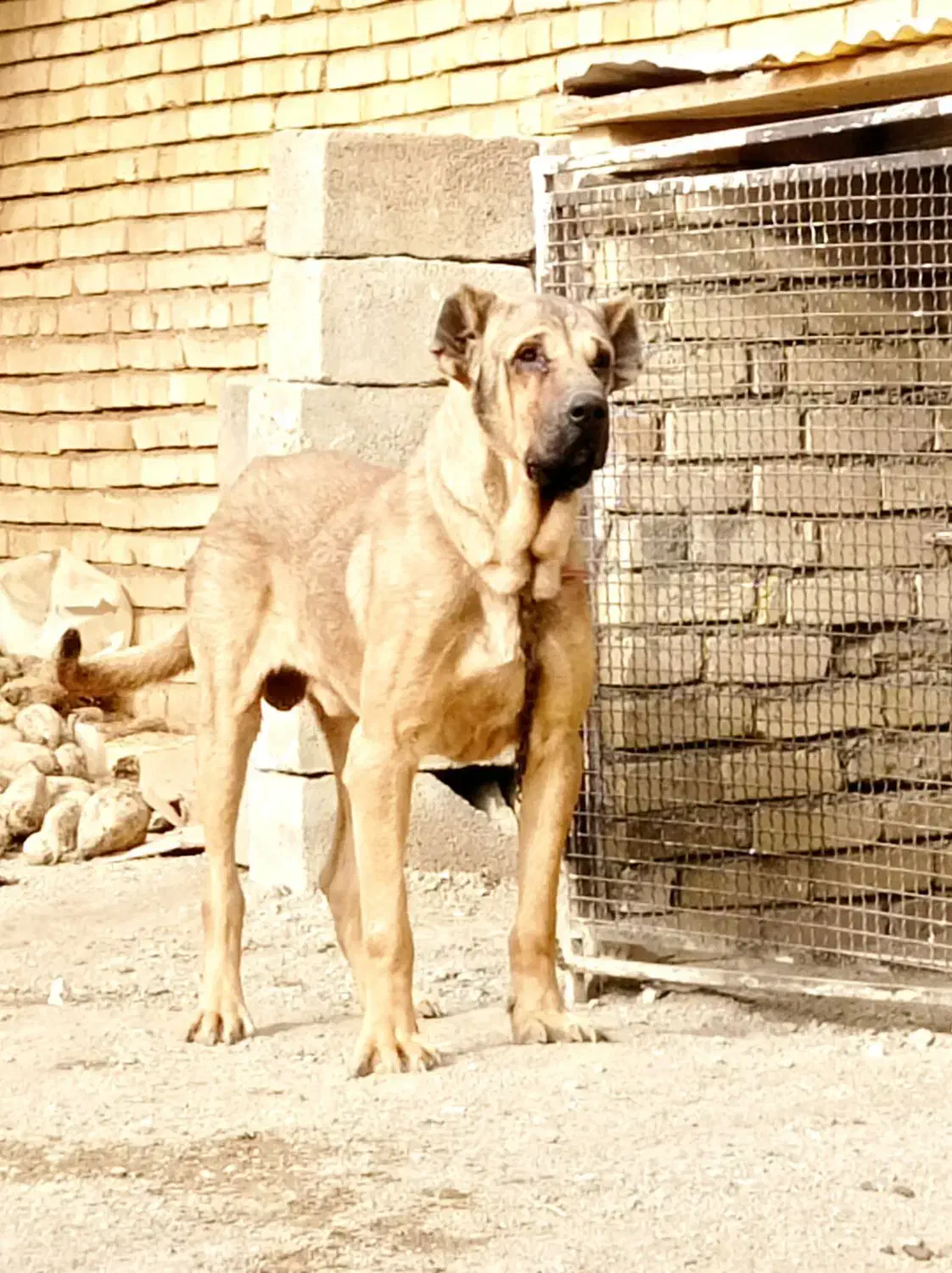 سگ سرابی خالص نسل بلبل|سگ|ملایر, |دیوار