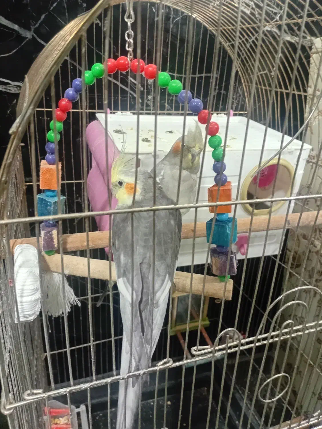 عروس هلندی نر|پرنده|کرمانشاه, |دیوار