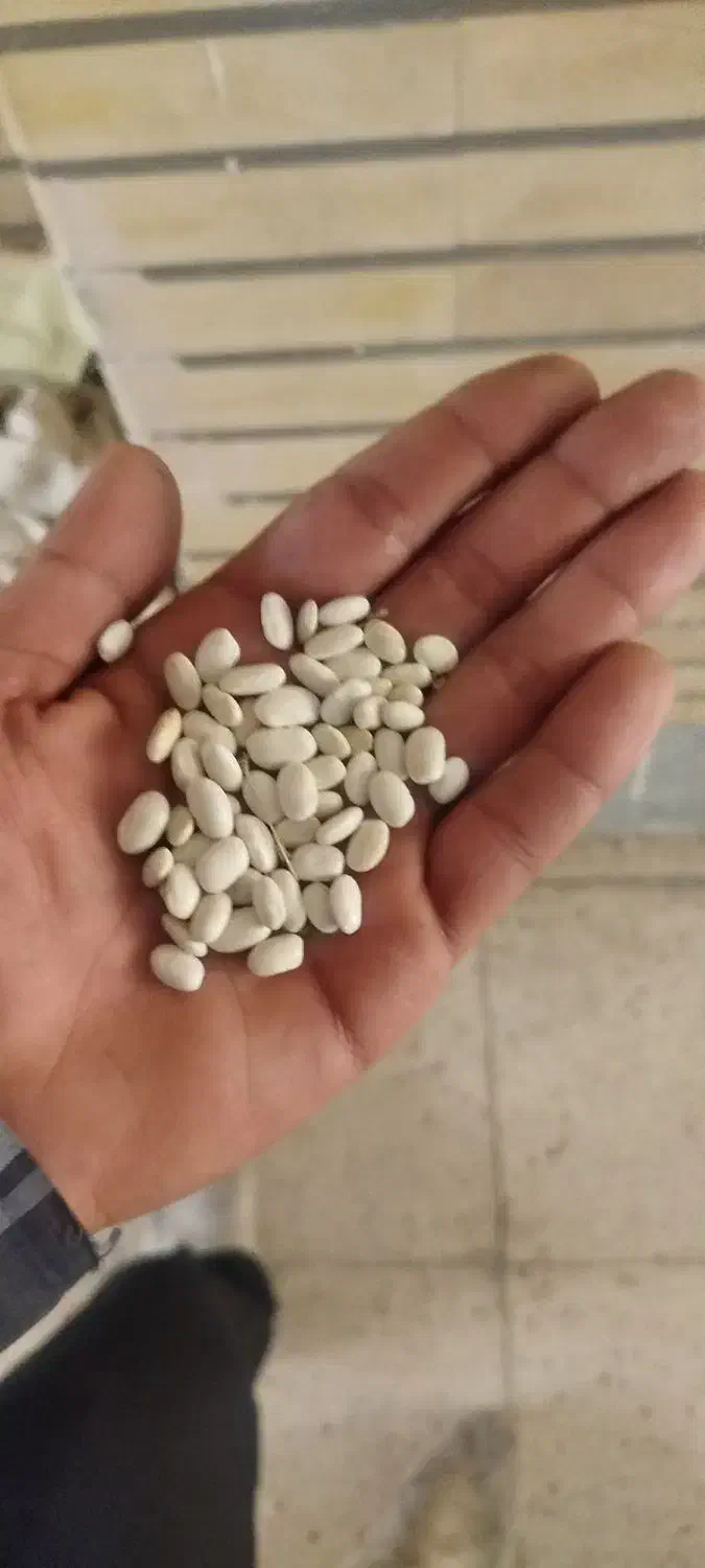 لوبیا سفید درشت مغز دار|خوردنی و آشامیدنی|مبارکه, |دیوار