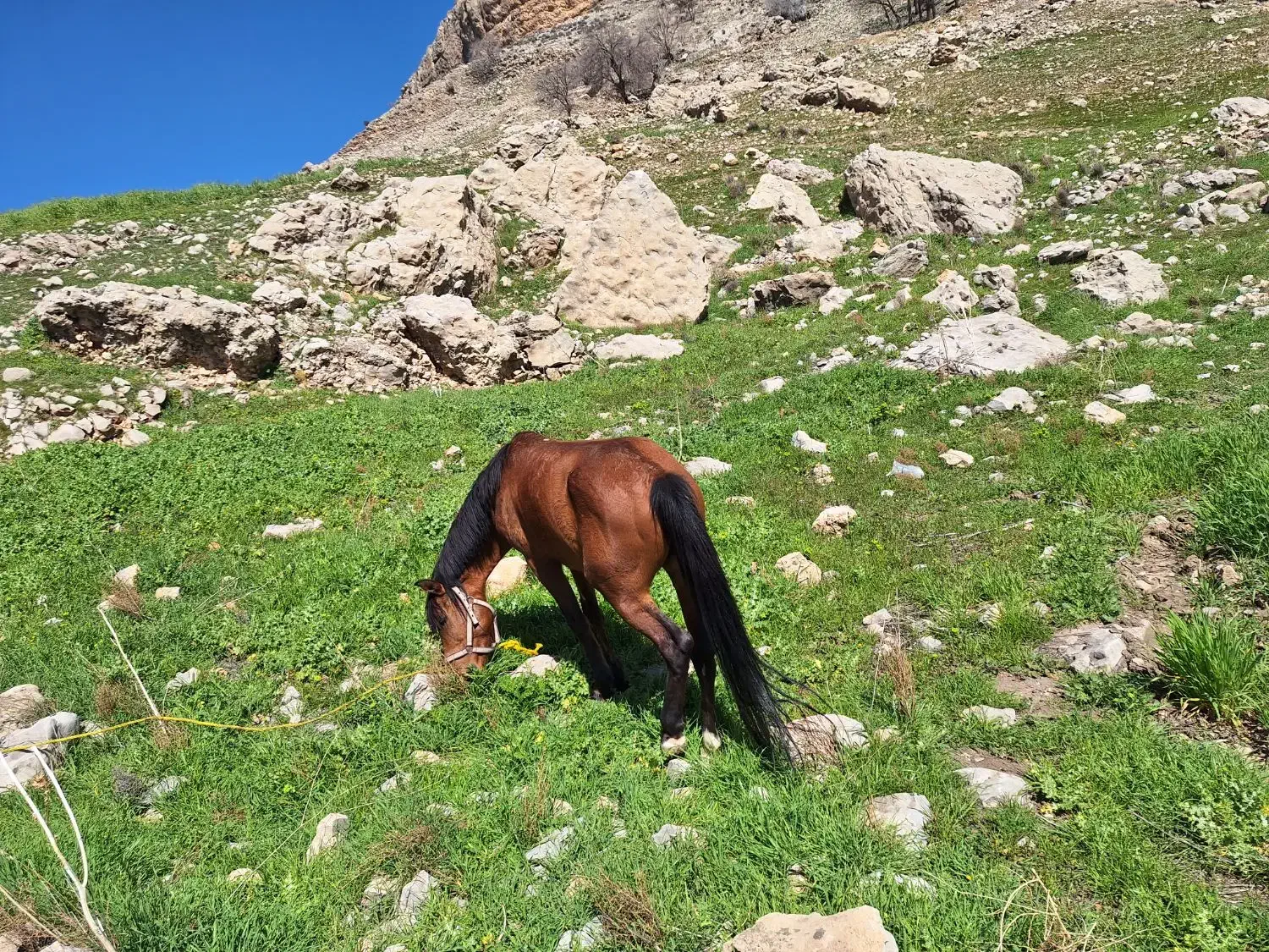 اسب|اسب و تجهیزات اسب‌سواری|رستم, |دیوار