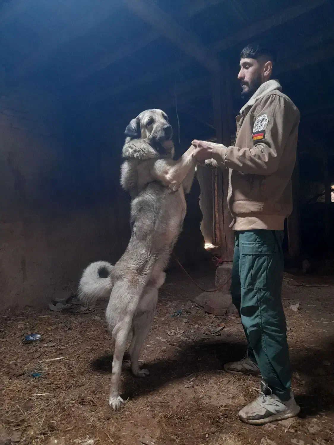 حیوان خانگی سگ|سگ|گلبهار, نوبهار|دیوار