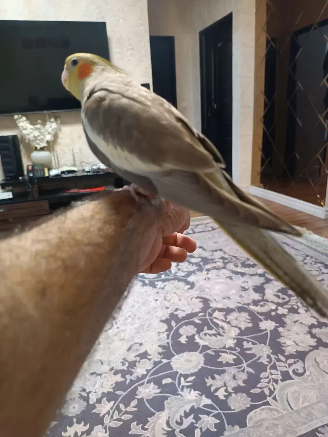 عروس هلندی نر دوماهه|پرنده|رشت, کوی مهر|دیوار