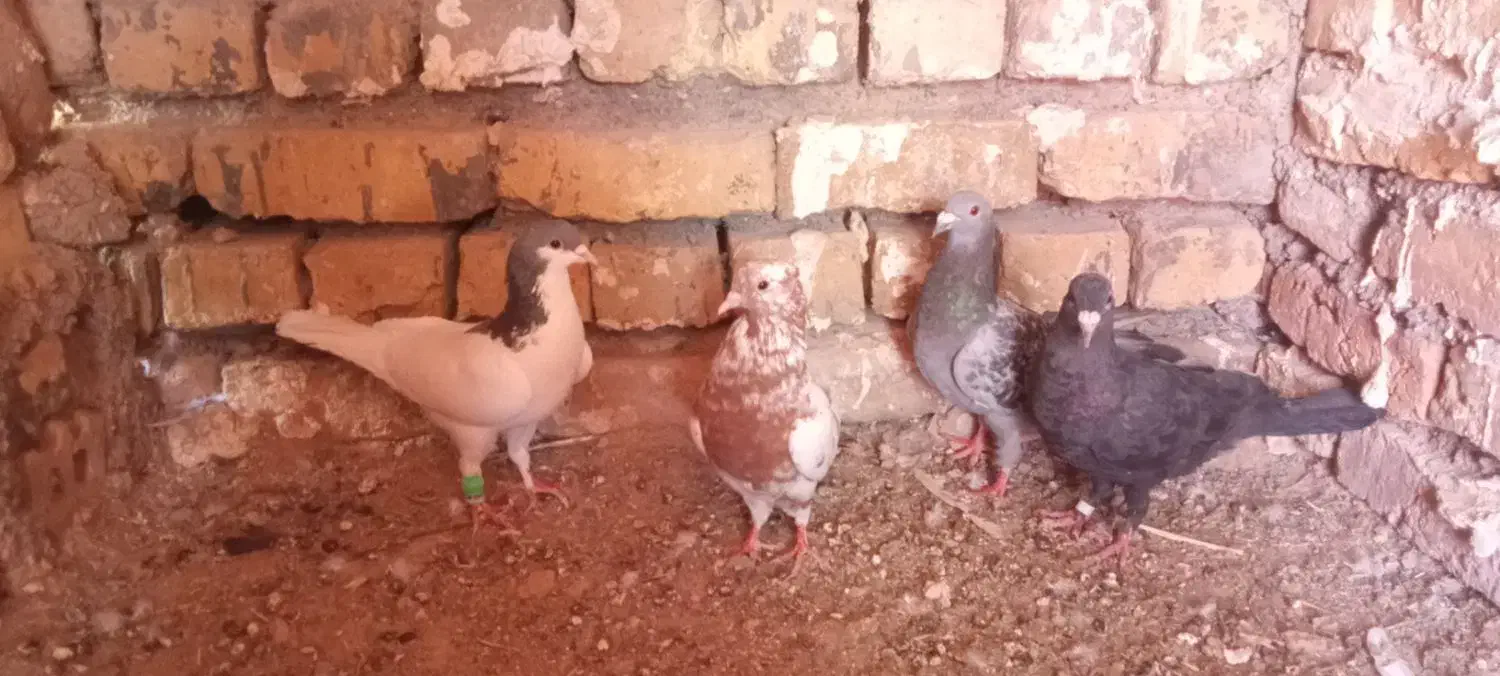 رشخوار|پرنده|رشتخوار, |دیوار