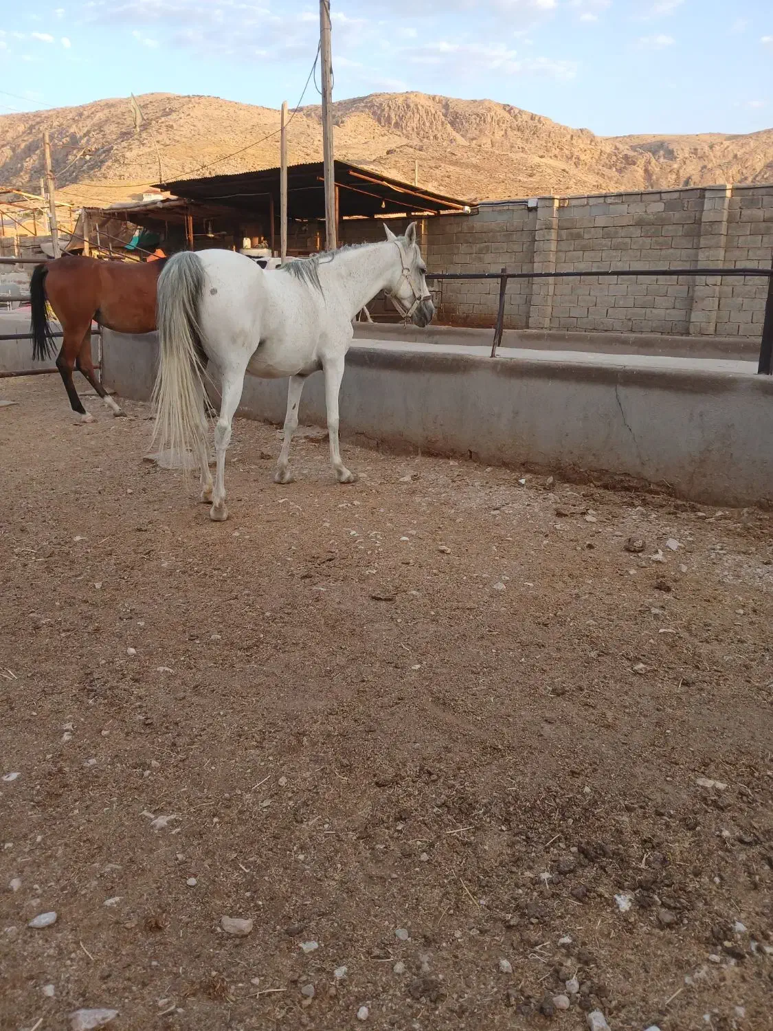 اسب|اسب و تجهیزات اسبسواری|زرقان, |دیوار