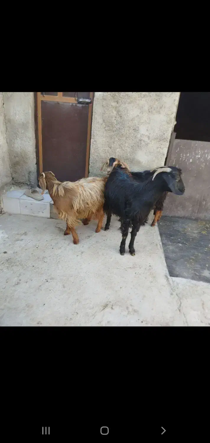 بزغالهدونه۵ملیونبرهنر۲۵کیلویی۶ملیونگوسفندچاق۵۰|حیوانات مزرعه|نهاوند, |دیوار