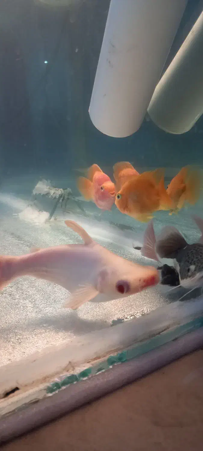 ماهی پنکوسی البینو(کوسه)|ماهی|یزد, |دیوار