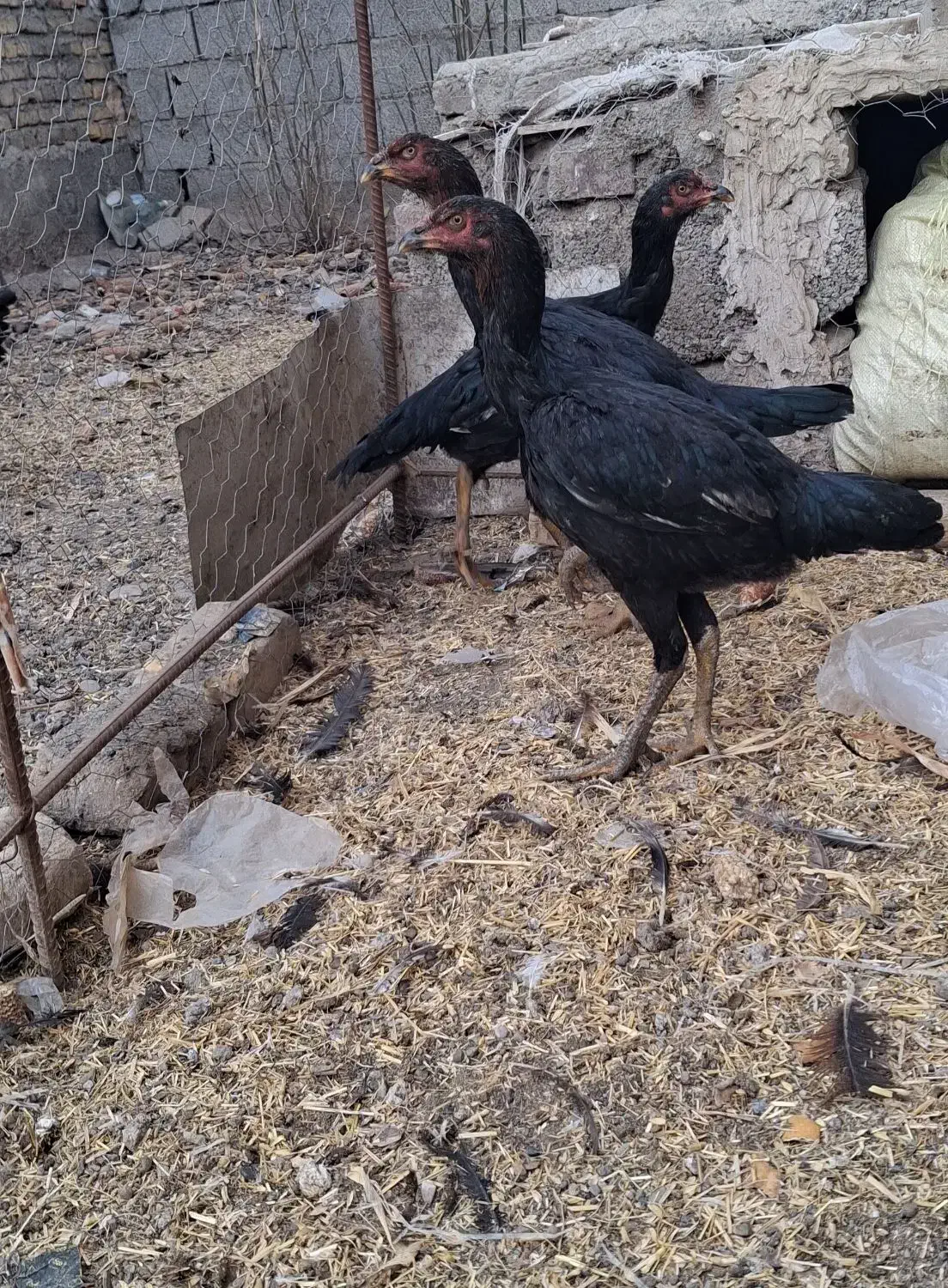 مرع لاری|حیوانات مزرعه|فیرورق, |دیوار