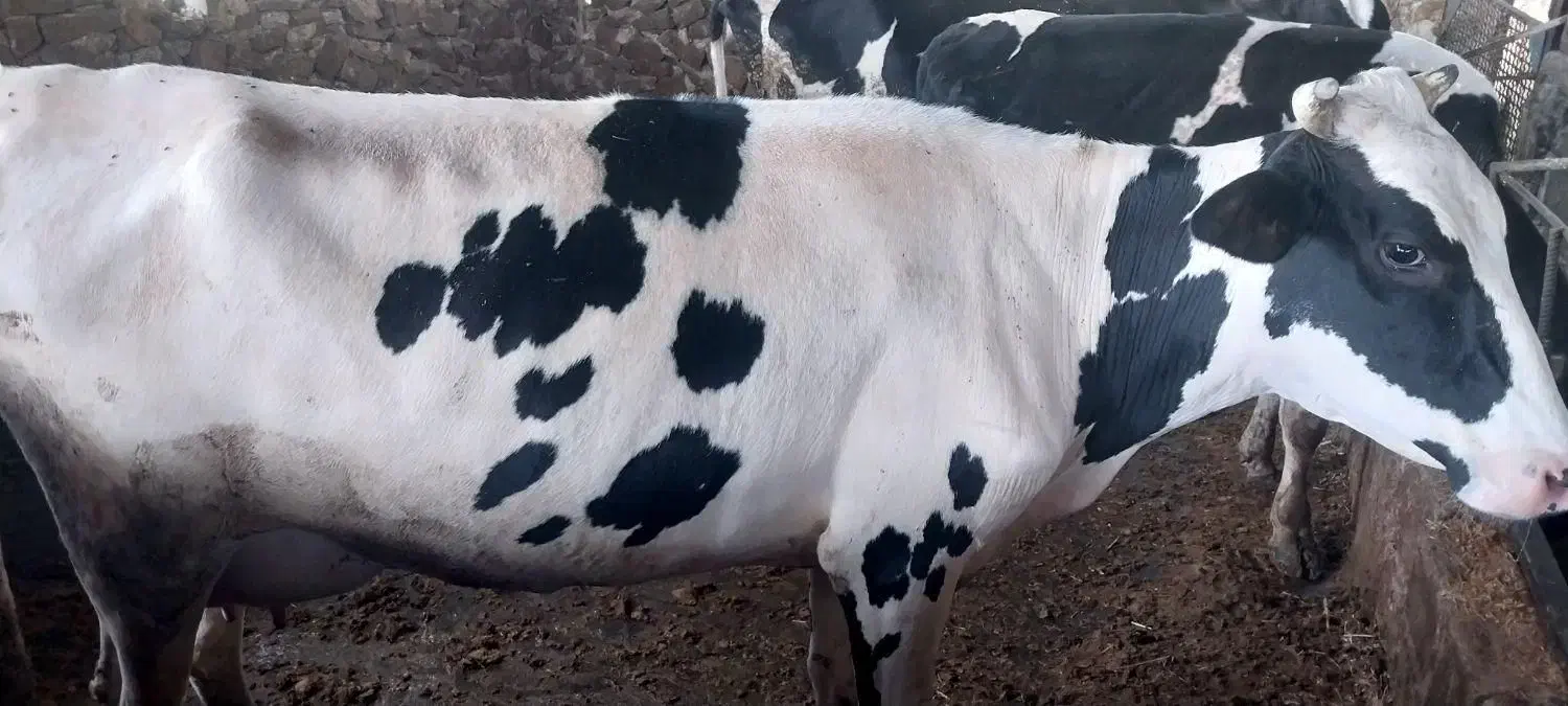 فروش گاو و شنگد|حیوانات مزرعه|کنار تخته و کمار, |دیوار