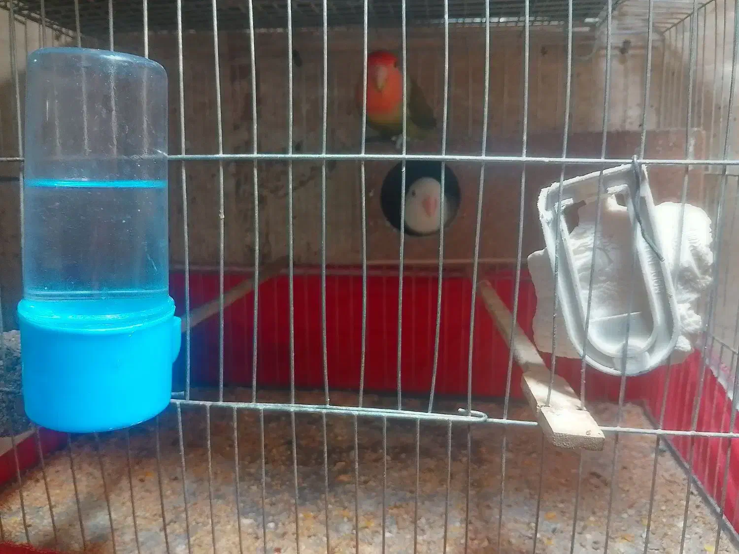 طوطی برزی نر و ماده بالغ|پرنده|فردوسیه, |دیوار