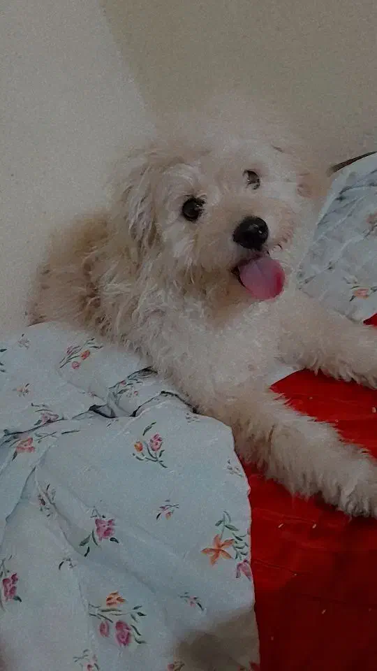 سگ پودل|سگ|رشت, سلیمانداراب|دیوار