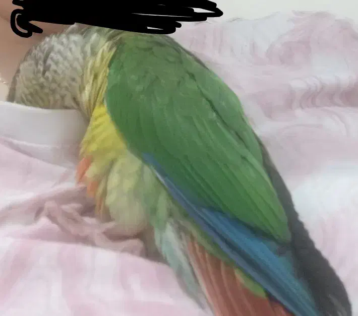 پرنده|حیوانات|تهران, خانی آباد نو جنوبی|دیوار