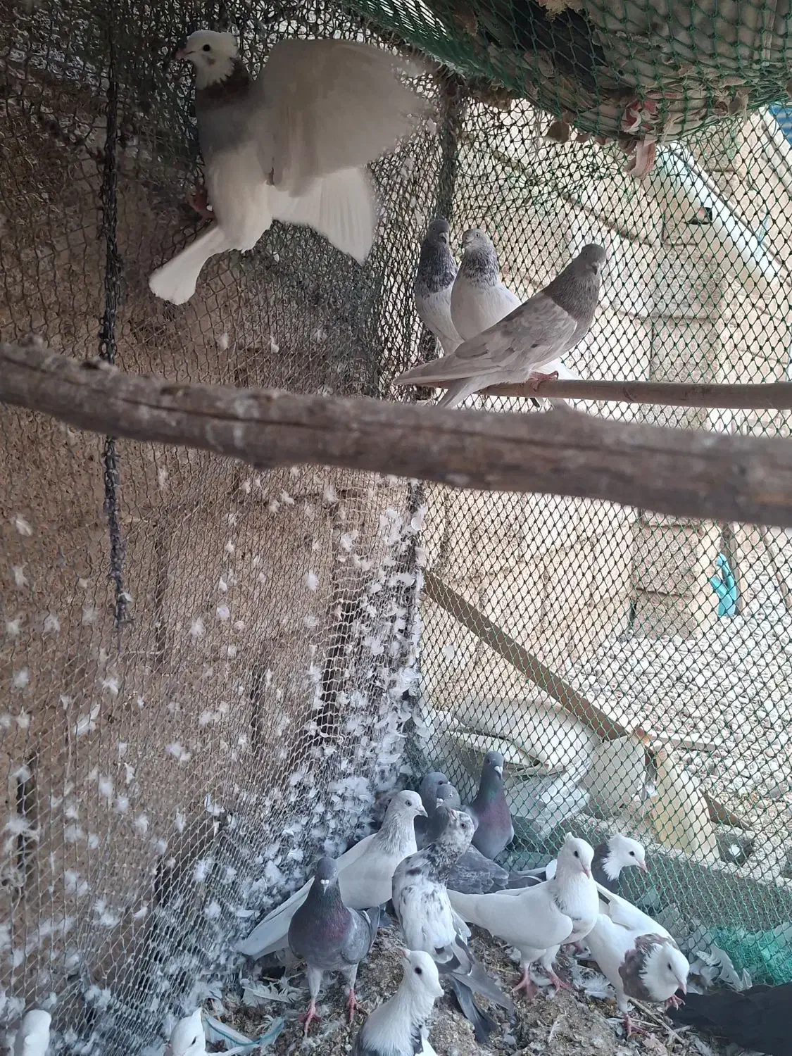 کبوتر|پرنده|هندیجان, |دیوار