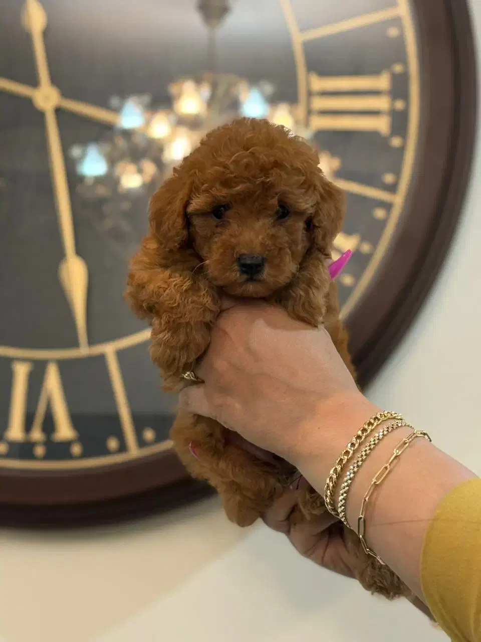 پاگ، یورکشایر، شیواوا پودل و پامر|سگ|تهران, درکه|دیوار