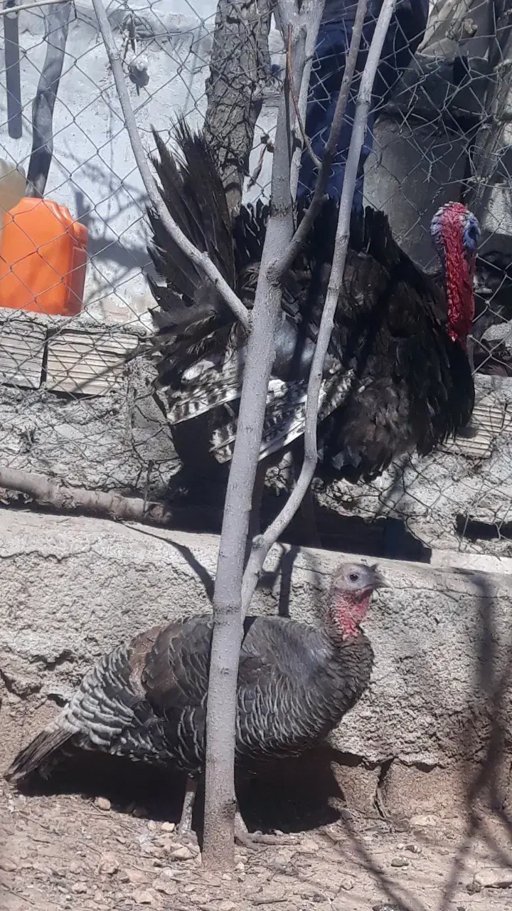 بوقلمون|حیوانات مزرعه|یاسوج, |دیوار