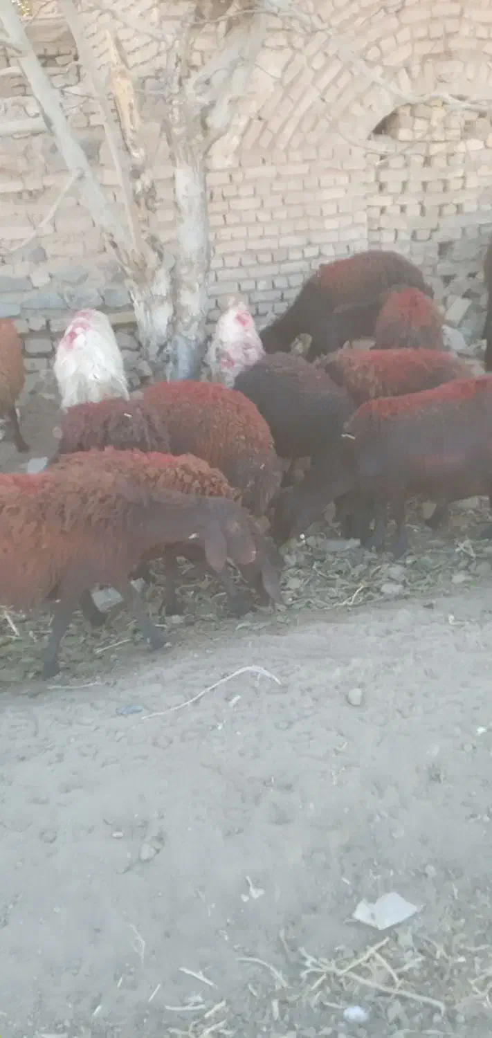 میش تعداد۲۵ جمع کل ۴۰|حیوانات مزرعه|طاغنکوه, |دیوار