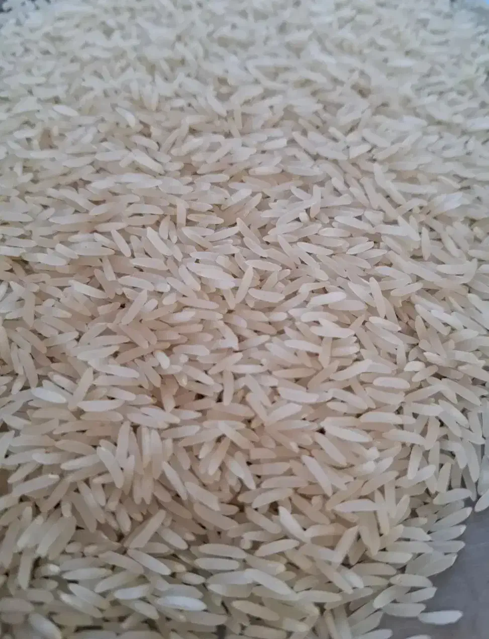 برنج ایرانی مروارید فجر|خوردنی و آشامیدنی|تربت جام, مسکن مهر|دیوار