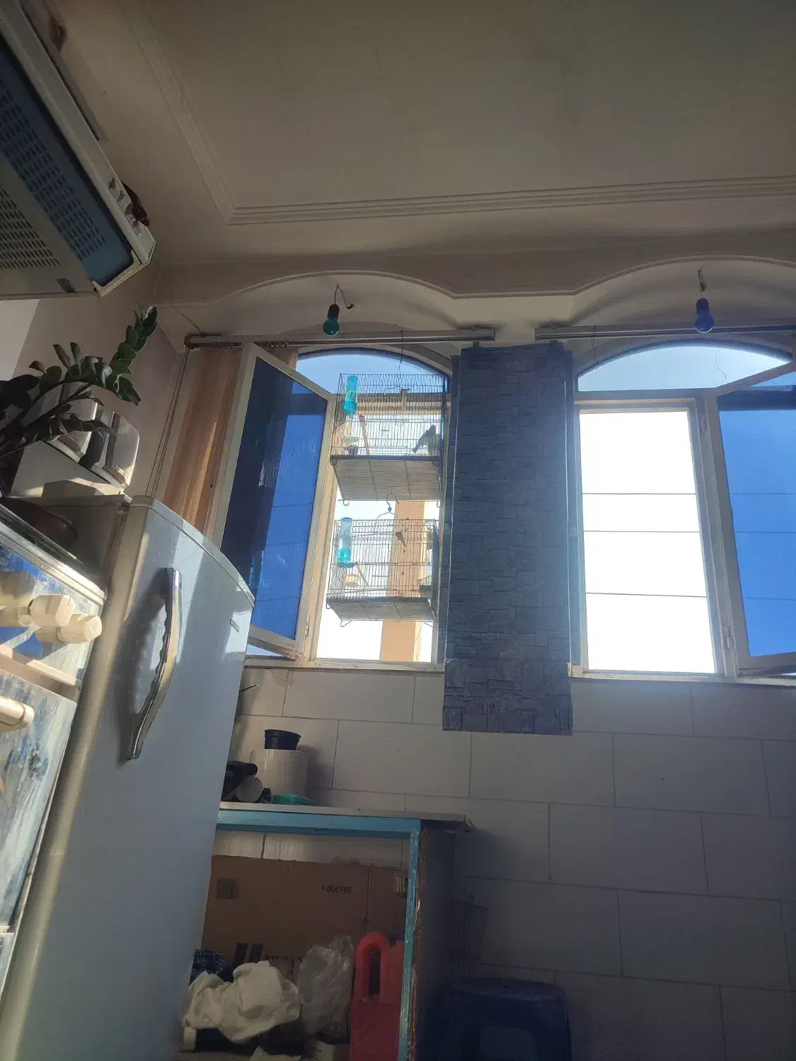 سهره نر بخون بروجردی با یه جوجه نر|پرنده|قم, چهل درخت|دیوار