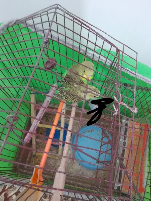 مرغ عشق  استرالیایی|پرنده|بیرجند, |دیوار