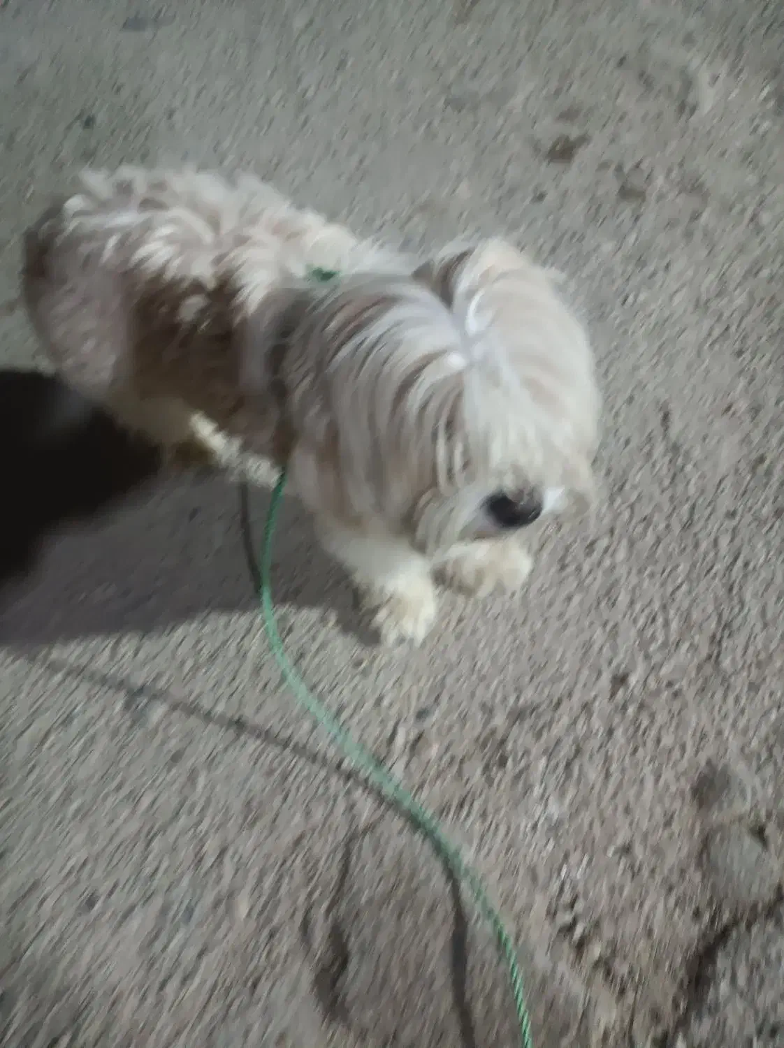 پیدا شده سگ گم شده|حیوانات|امیدیه, |دیوار