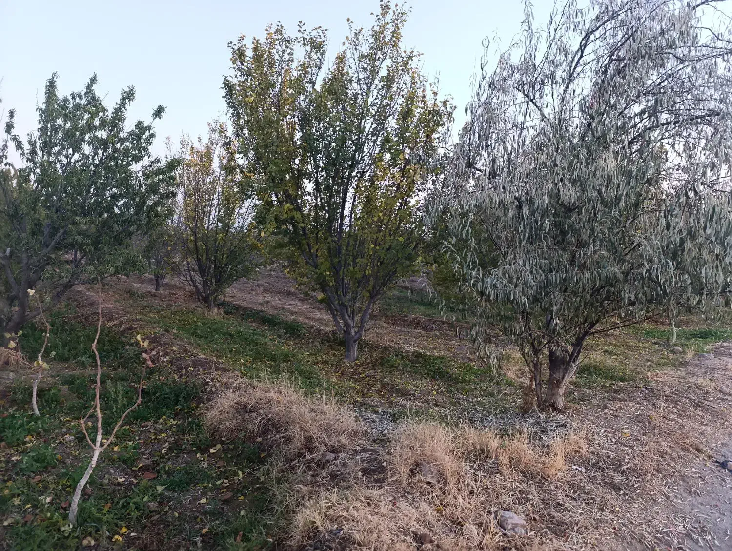 باغ دوبر در کوی پزشکان روستای کردلر (خسروشاه)|فروش زمین و ملک کلنگی|خسروشاه, |دیوار