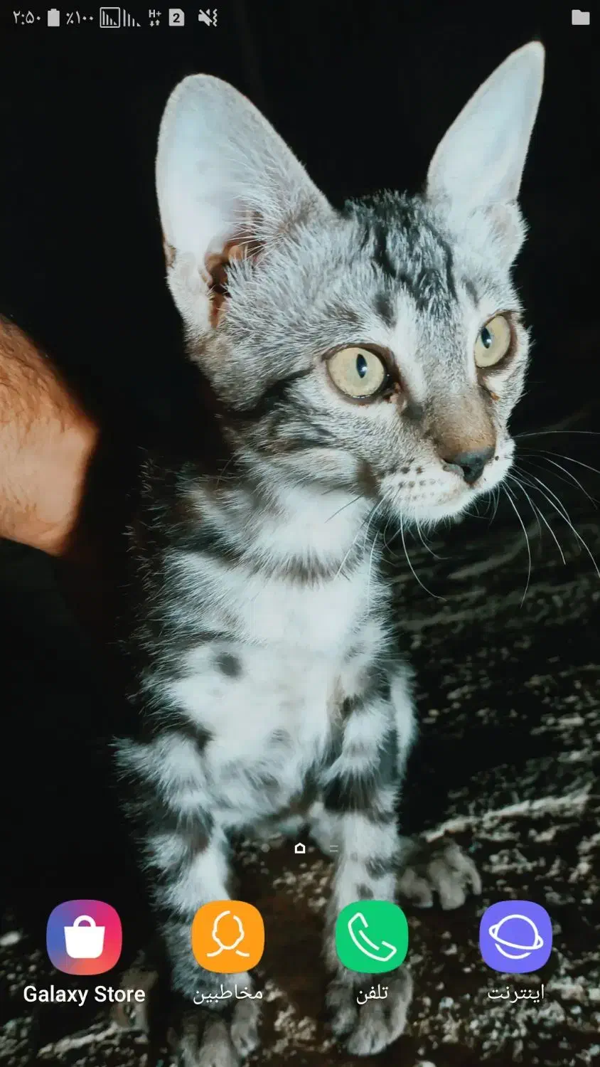 بچه گربه گم شده|حیوانات|هیرمند, |دیوار