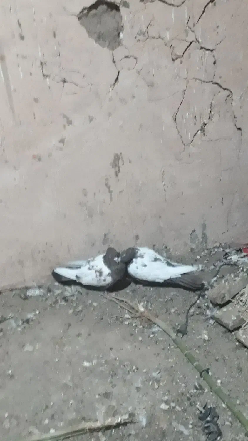 کفتر سینه جفت ب سرت تخم جوجه|پرنده|نوده انقلاب, |دیوار