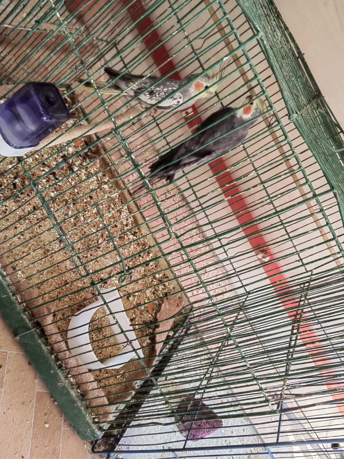 (عروس هلندی) (فنچ)|پرنده|قزوین, |دیوار